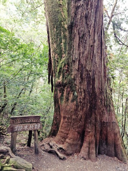 鎮西堡巨木群步道(B區)-(新竹)臺灣百大必訪步道3007848