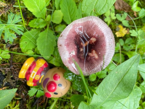 川藏33天深度之旅💙#稻城亞丁-來古冰川2902352