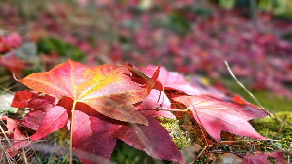 20251212稍來山賞楓2964438