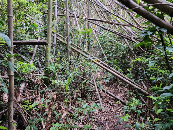 20230409那羅山、煤源山、大混山、道下山O型2141959