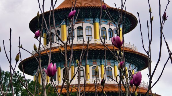 2/20 #天元宮 #墨染櫻(香水櫻)  #楓樹湖 #木蘭花(辛夷)2716238