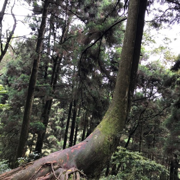 大凍山步道，頂湖出發935529