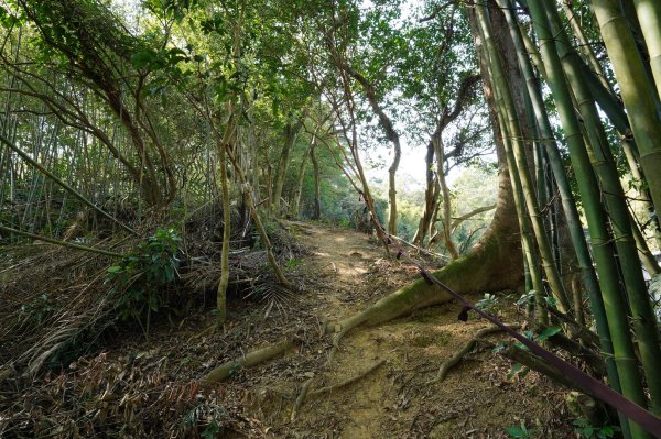 新北-桃園 娘子坑山、烏塗窟山、五十分山2427180