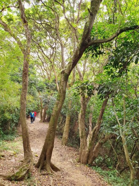 土城牛埔頭山，大安圳賞蝶步道，中和國旗嶺，鄧公嶺，長壽山，白馬寺，羊稠森林步道1825516