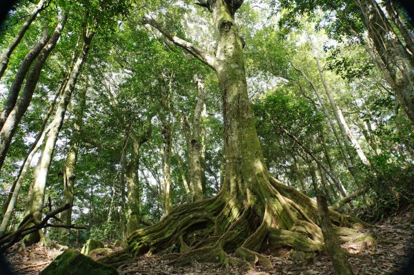 新竹 尖石 蓮包山、外鳥嘴山2914333