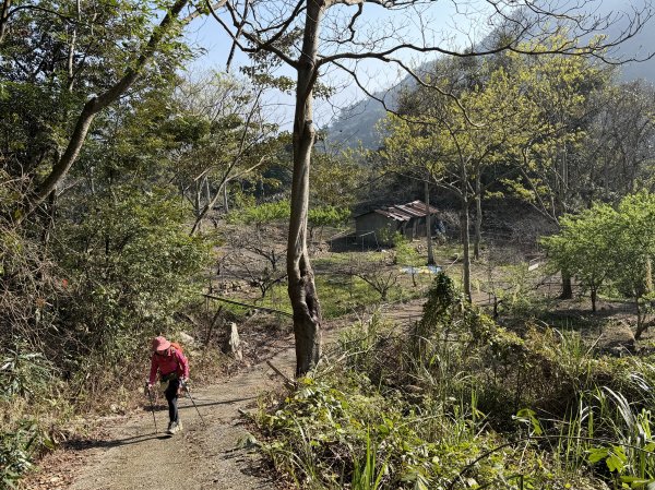 谷關 白毛山-逆O繞 202603153018969