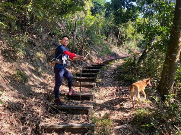 風櫃斗.牛稠坑.二坪山古道【遙知不是雪，為有暗香來】2703867