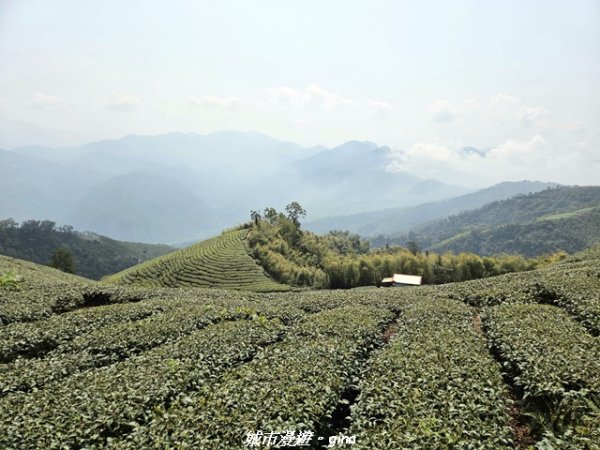 【嘉義梅山】雲嘉五連峰縱走3022294