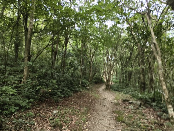 [百山百鳥尋旅-09/15] 2025_0920 滿月圓國家森林遊樂區步道群2893061