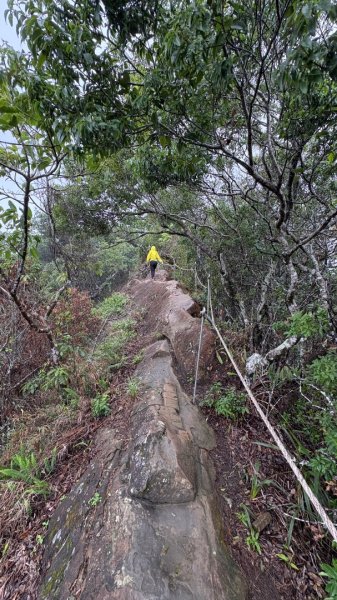 迎新（2026元旦2975579