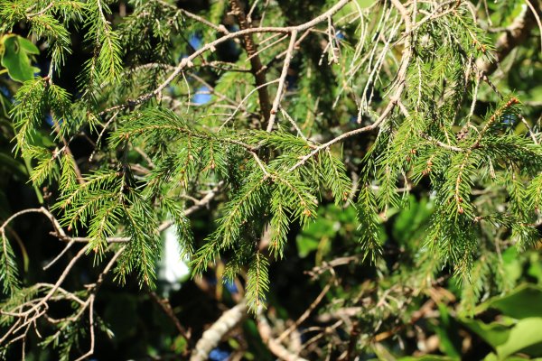 20251026合歡溪步道2927033