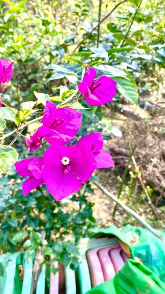 笠頂山(小百岳#76)2730831