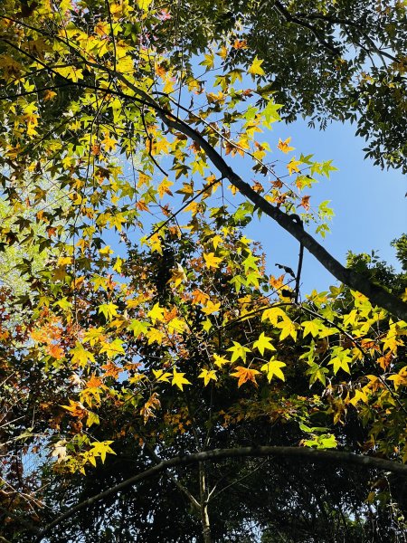 馬拉邦山-楓情萬種1545616