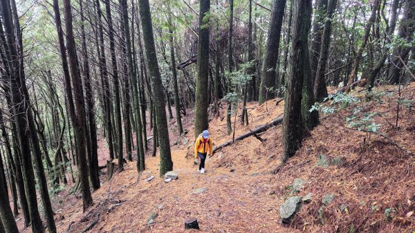 環繞在楓紅巨木和滿山翠綠的鞍馬山及大雪山小神木森林步道的悠哉山行記2996755