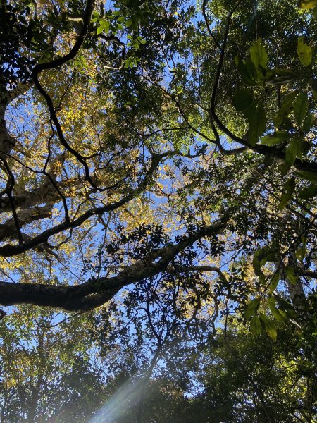 114.11.16 北得拉曼追黃金山毛櫸2937901