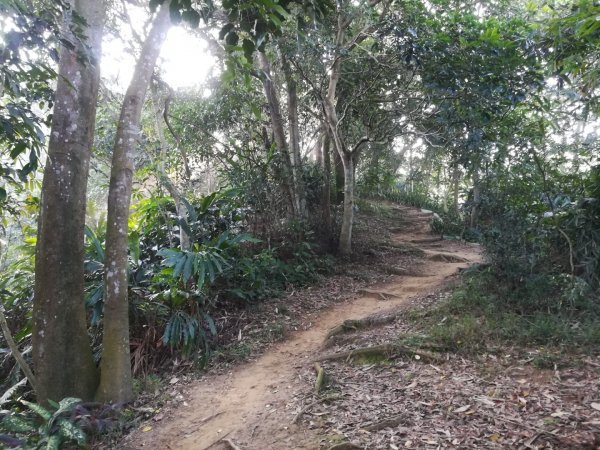 土城清水大尖山/朱財華紀念步道833994