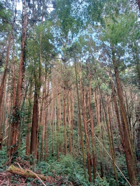 【雲林古坑】療育綠廊。 雲嶺之丘 x杉林步道x五元二角2760587