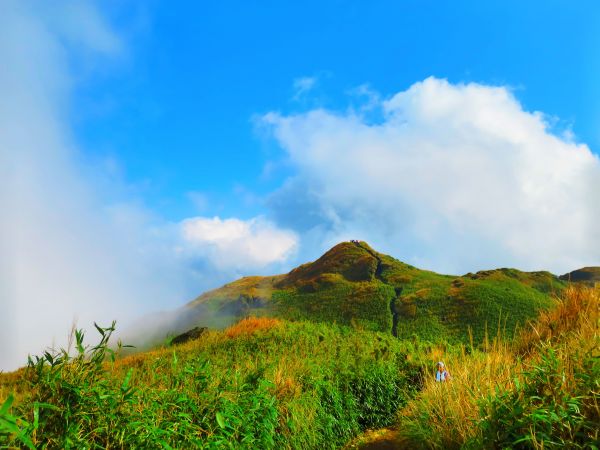 芒花如雪  漫遊草山223086