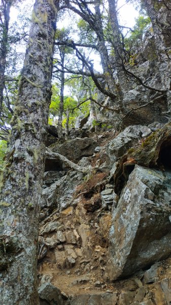 武陵四秀成兩袖(一秀加一宿)1142481