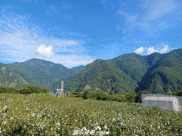 【台中和平】清風徐來蟬鳴聲。 谷關七雄~馬崙山步道2324395