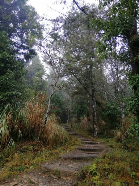 20210307宜蘭太平山翠峰湖環山步道1625952