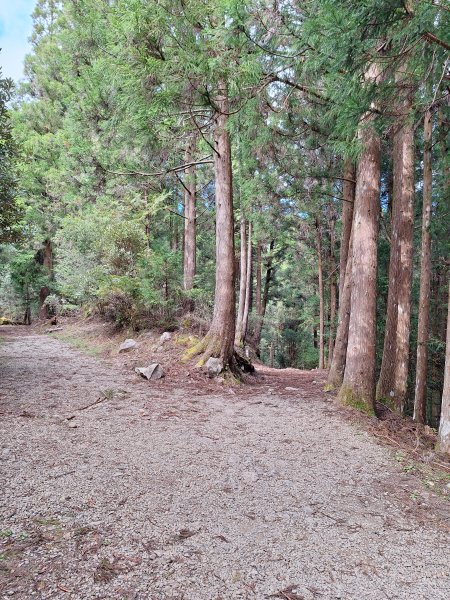 觀霧之榛山O型202411232653964