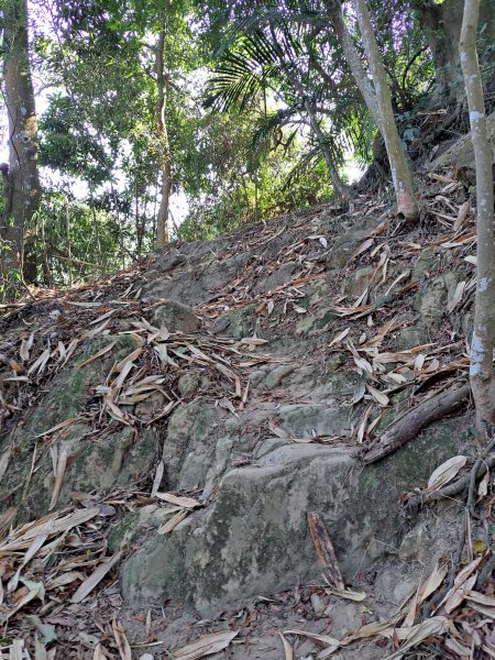 竹山八通關古道社寮段+陳東坑山+溪洲大山ｄ型走202302192037431