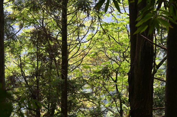 中級山-高島縱走2888418