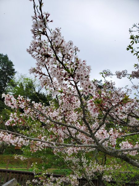 阿里山大塔山899526