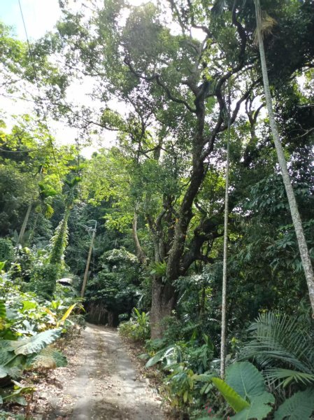 草屯「樹藤岩」台灣省政府圖根補點3131463