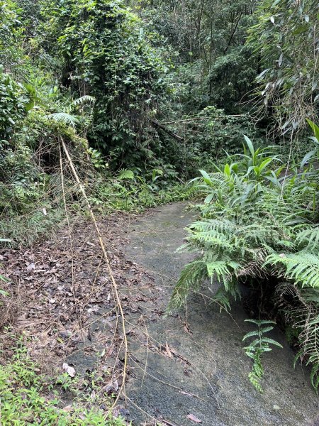 東河線上鵝公髻山，至鳥嘴山後下大窩山部落 2024.8.182577481