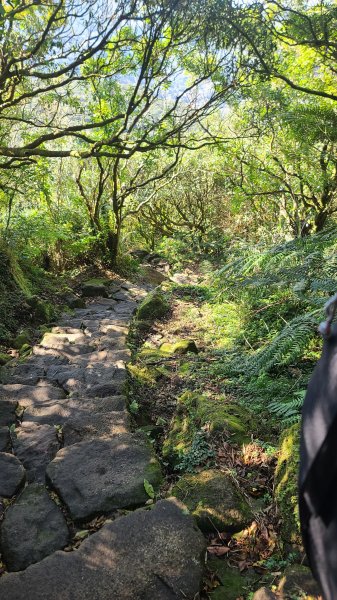 2026-0213 苗圃-凱達格蘭山-七星錐-七星山南峰-小油坑-竹子湖-水車寮步道-湖田猴崁步道-3005656