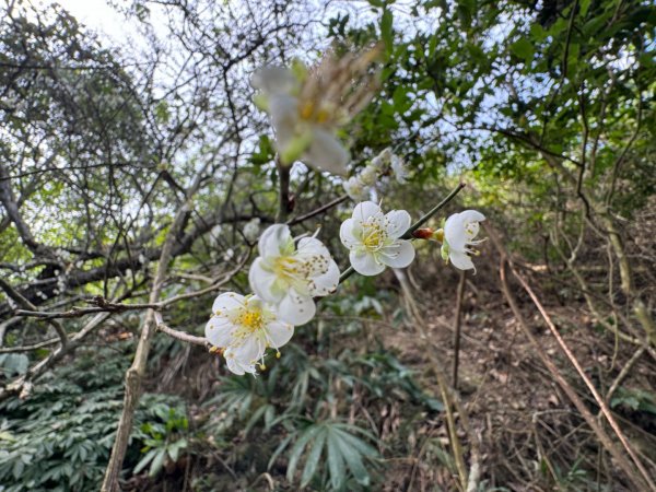 南投縣國姓鄉小百岳NO.47九份二山一等三角點2381554