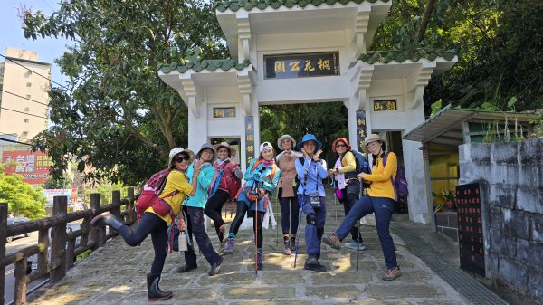 2025桐花大爆發，台灣最大的賞桐花景點，土城桐花公園、天上山及火焰山的桐花大爆發2776466