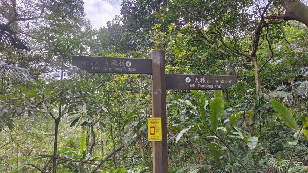 (姨婆趴趴走)第五十集:新北樹林大同山、青龍嶺、大棟山諸峰連走2751611