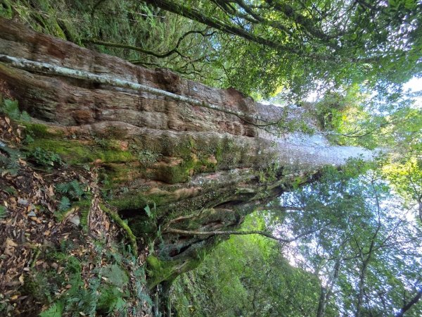 干卓萬山單座百岳驚見‘’萬大豹、水鹿大軍、圓月、雲海、藍天大景2632651