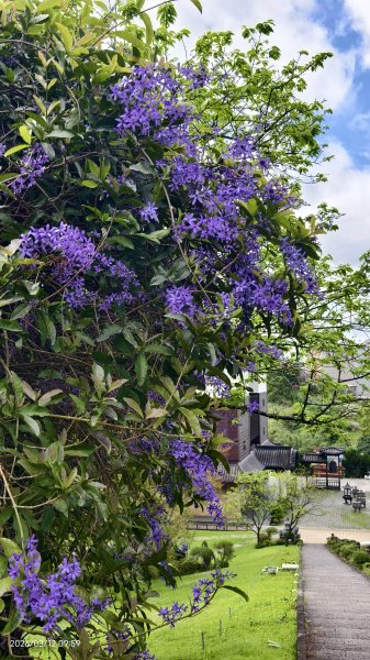 #緣道觀音廟 #北海福座 #萬代福 #黃花風鈴木 #錫葉藤 #青帶鳳蝶 #昭和櫻 #吉野櫻 3/123014050