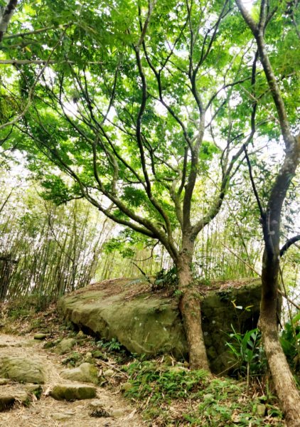 【中級山】台南第一高峰，關子嶺大凍山2741133