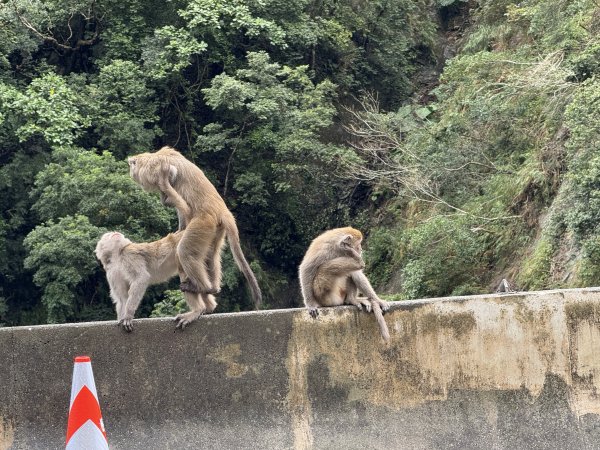 登仙橋賞猴2704792