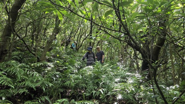 夏季的黃金十稜接九稜下門牙稜C型(草長路荒慎行)2880690