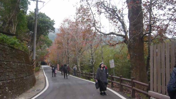 「角板尋梅」為桃園八景之一～角板山公園1238901