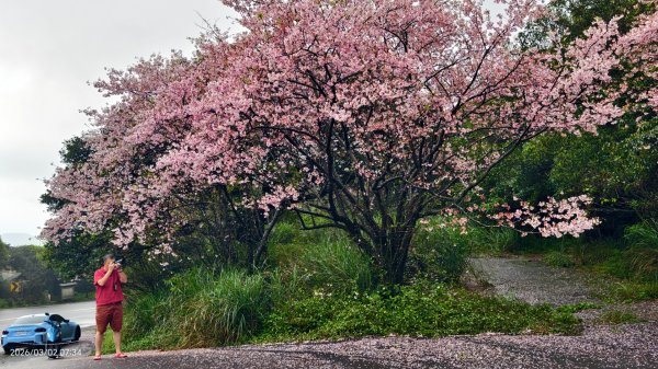 追花是簡單的快樂，賞花是恬淡的幸褔 3/2&73008764