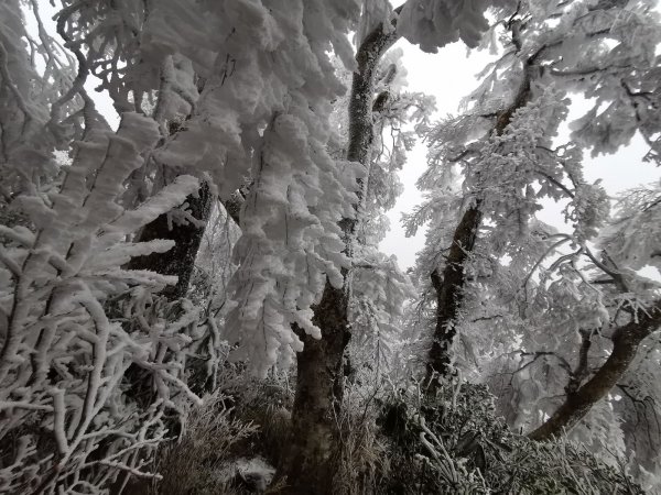 寒流到北得拉曼&內鳥嘴山追雪 - 2021/1/91322656