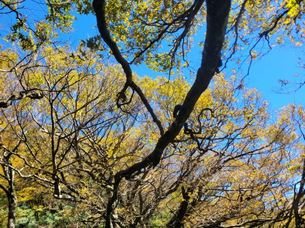 20231118 南插天山 魯培山 山毛櫸秘境2355656