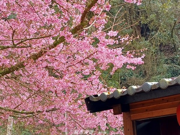 【南投。竹山】茶園竹林巨木櫻花景緻很美(四連峰)。 小百岳集起來。 編號54小百岳金柑樹山1624804