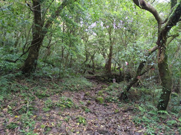 第二段：二子坪→小油坑2759585