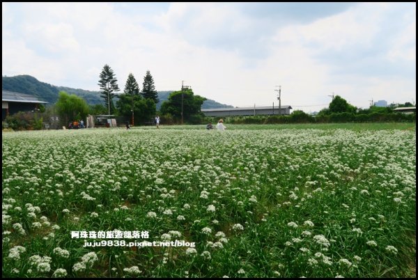 大溪左岸自行車道｜中新里韭菜花海超浪漫｜1101559