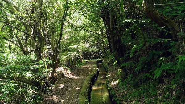 大崎頭梯田,坪頂古圳2208632