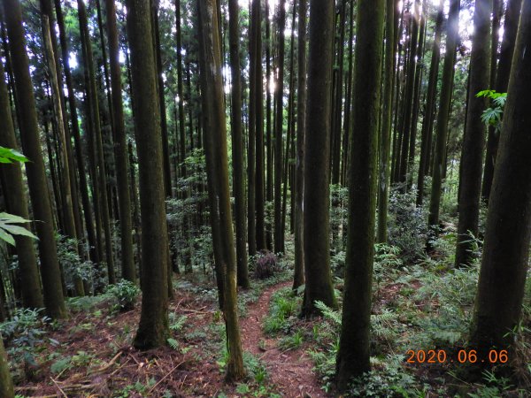 新竹 五峰 鳥嘴山、鵝公髻山986655