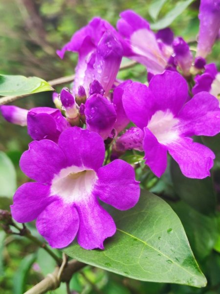 三貂嶺瀑布百大任務解鎖2957917